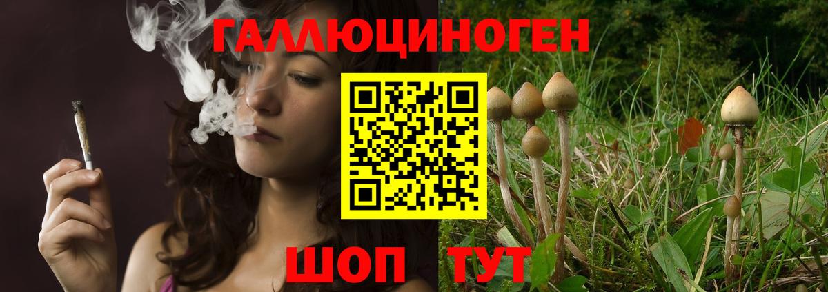 Галлюциногенные грибы Psilocybine cubensis Губкин
